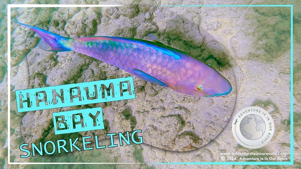 Hanauma Bay Hawaii Cover