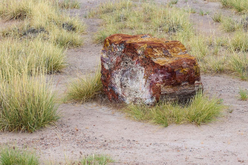 Petrified Forest Wood