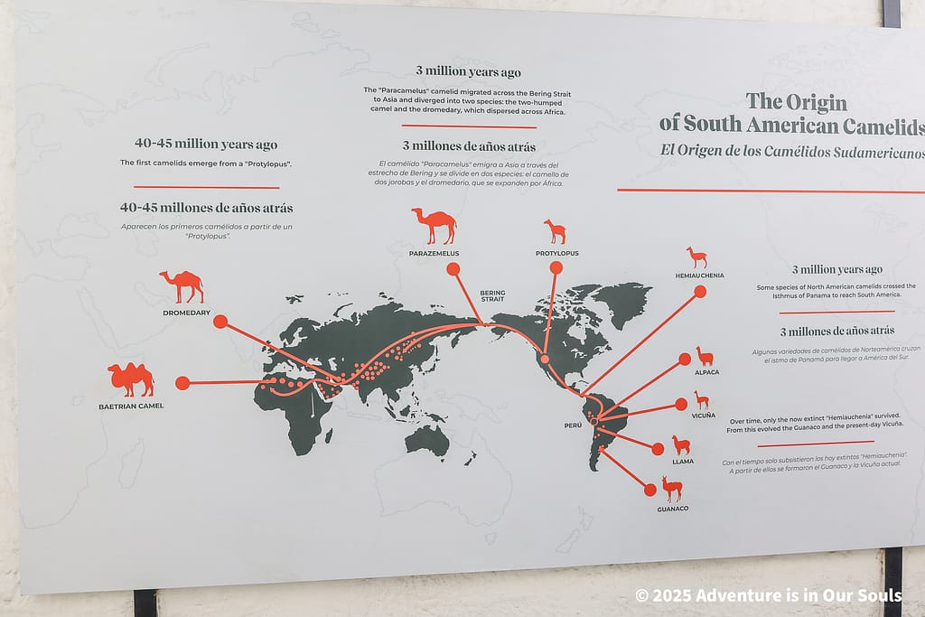 Arequipa Peru - Mundo Alpaca