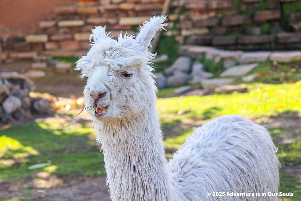 Arequipa Peru - Mundo Alpaca