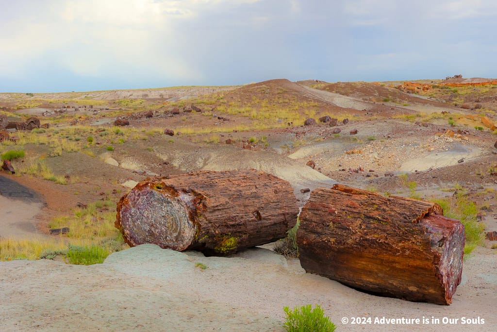 Petrified Forest National Park