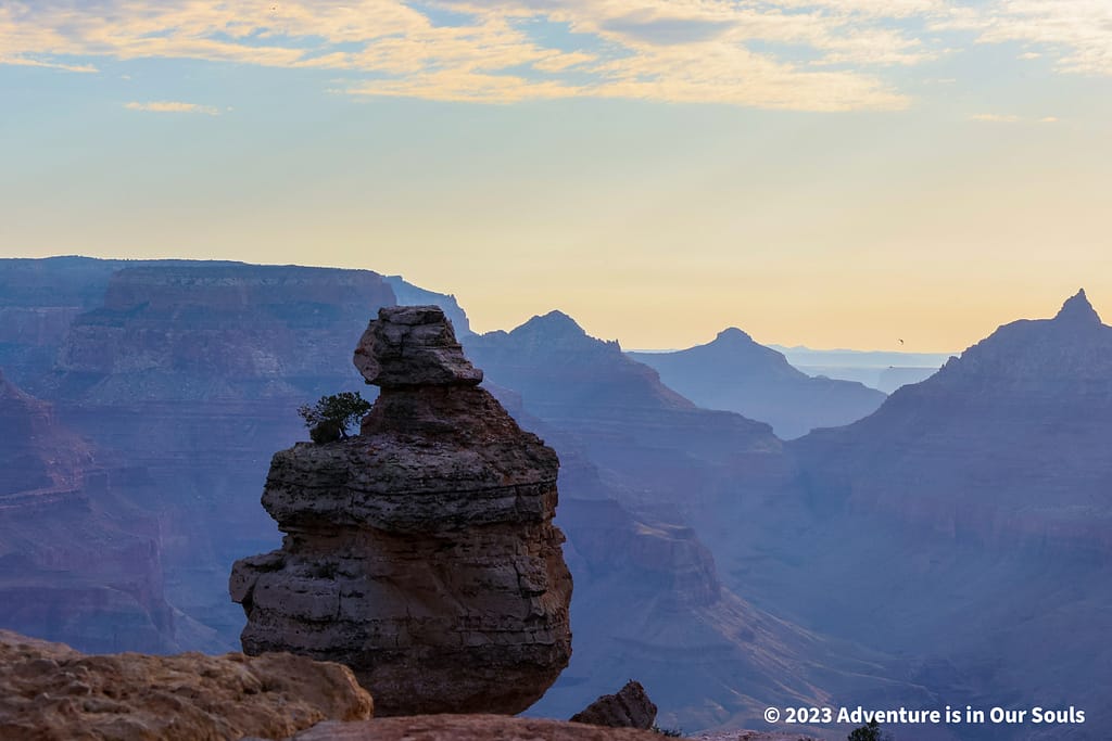 Duck on a Rock Grand Canyon National Park-2