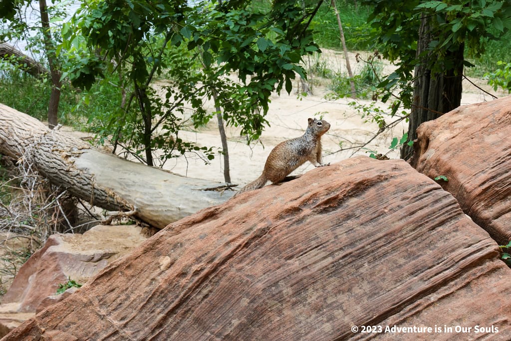 Zion National Park
