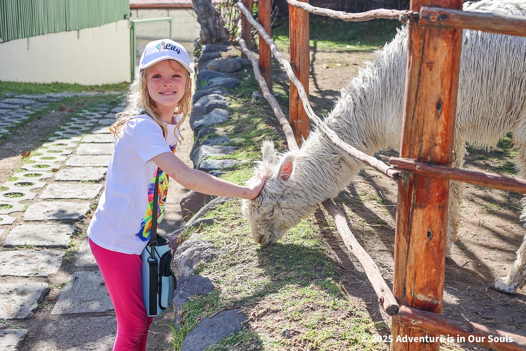 Arequipa Peru - Mundo Alpaca