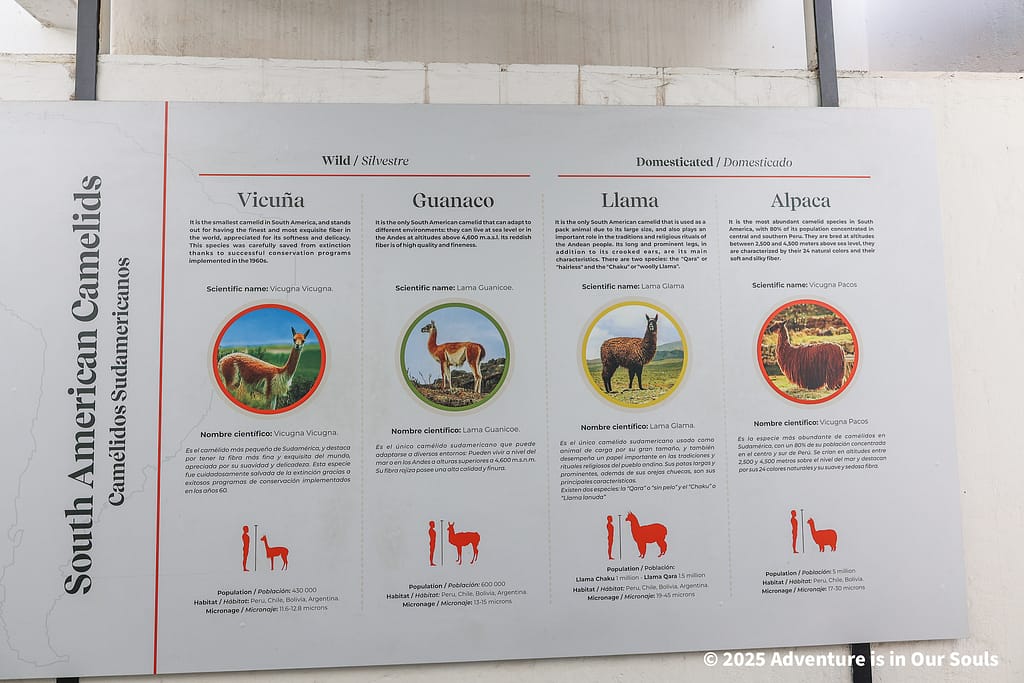 Arequipa Peru - Mundo Alpaca