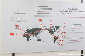 Arequipa Peru - Mundo Alpaca