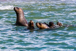 Paracas Peru