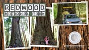 Redwoods Cover