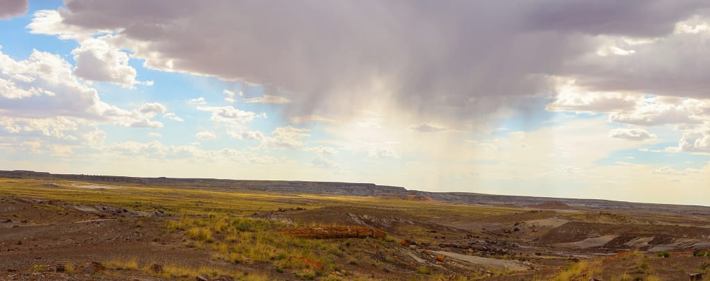 Crystal Forest of the Petrified Forest National Park