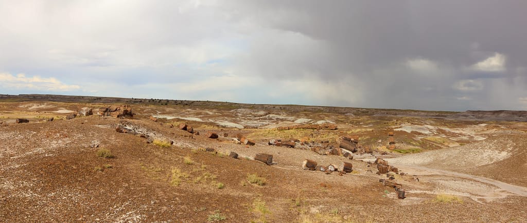 Crystal Forest of the Petrified Forest National Park