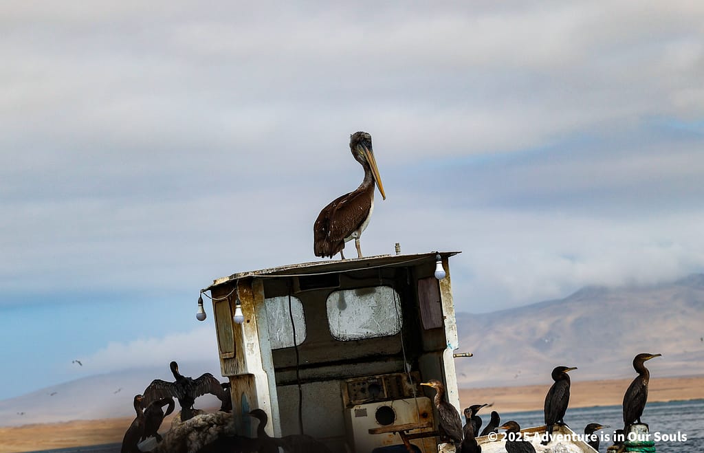 Paracas Peru