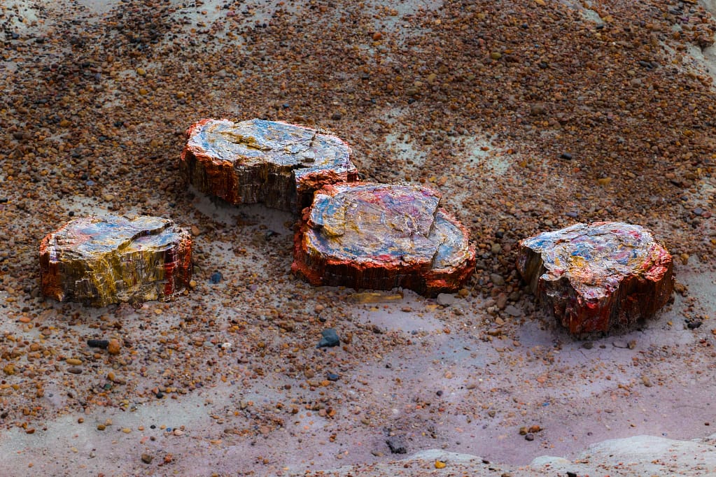 Petrified Forest Wood