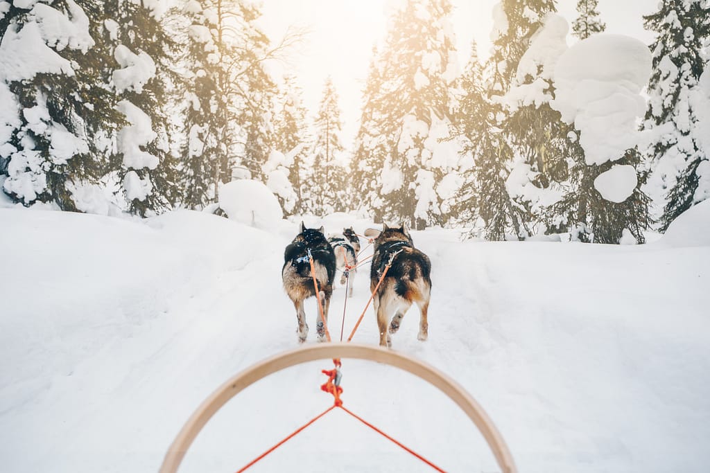 Huskies - Finland