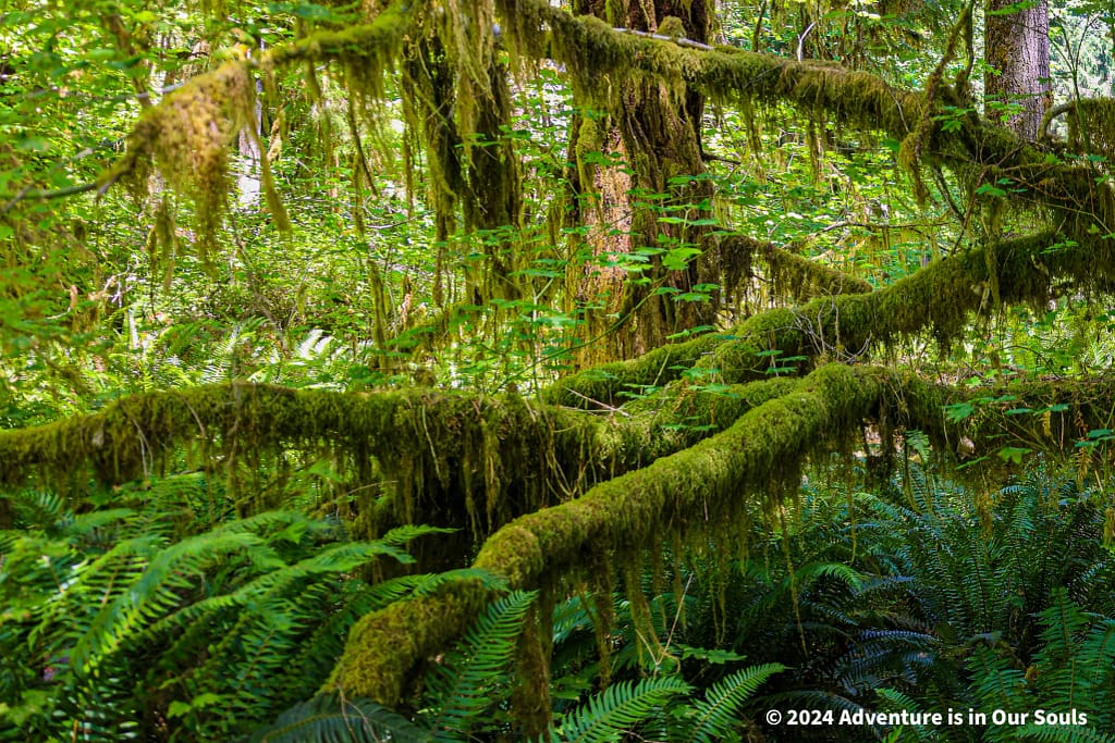 Olympic National Park