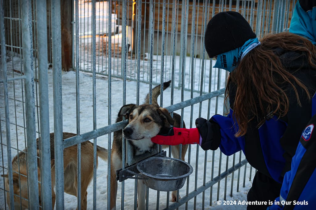 Huskies - Finland