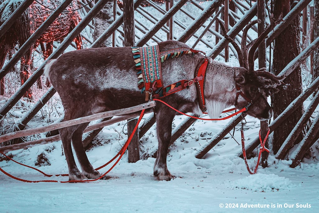 Reindeer Santa Claus Village Finland