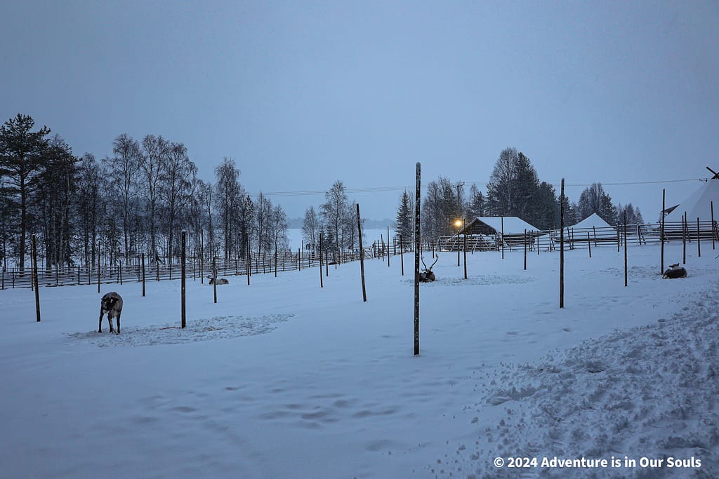 Reindeer - Finland