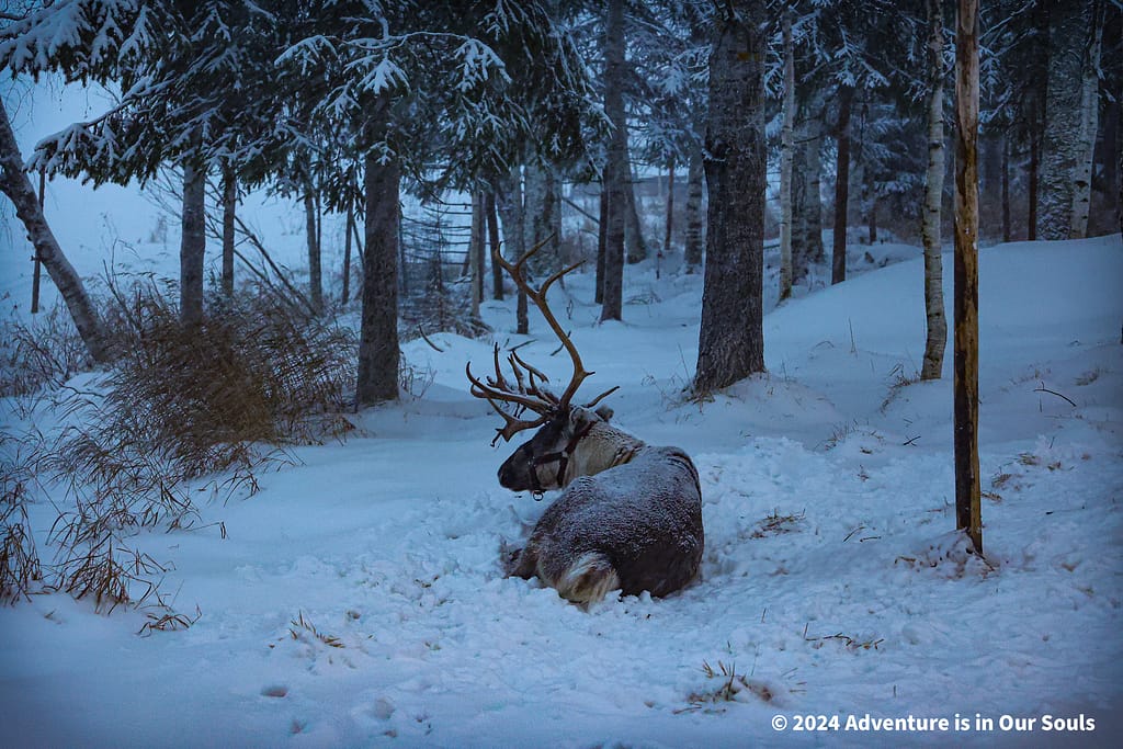 Reindeer - Finland