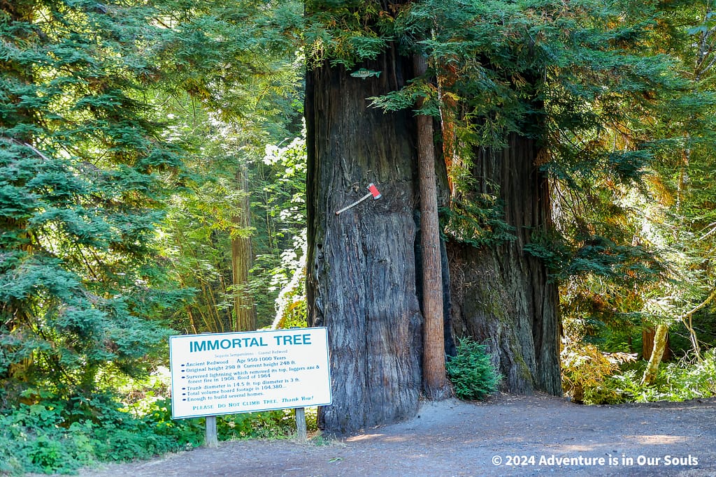 Redwoods
