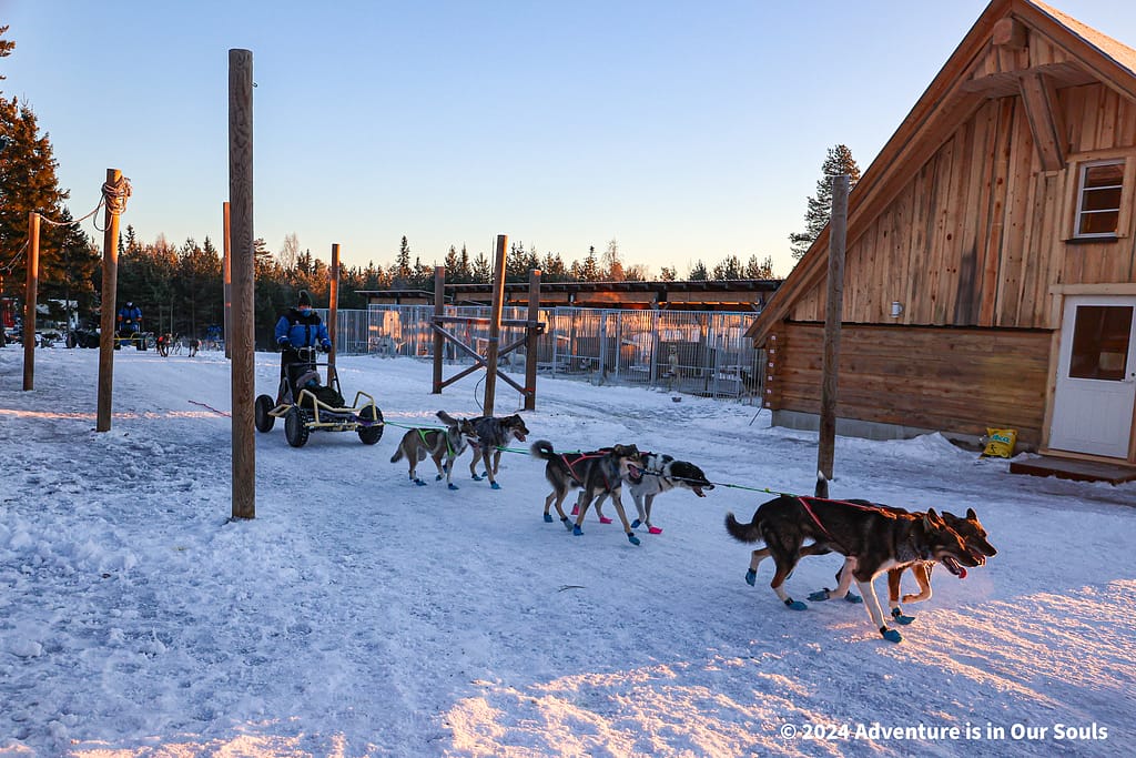 Huskies - Finland