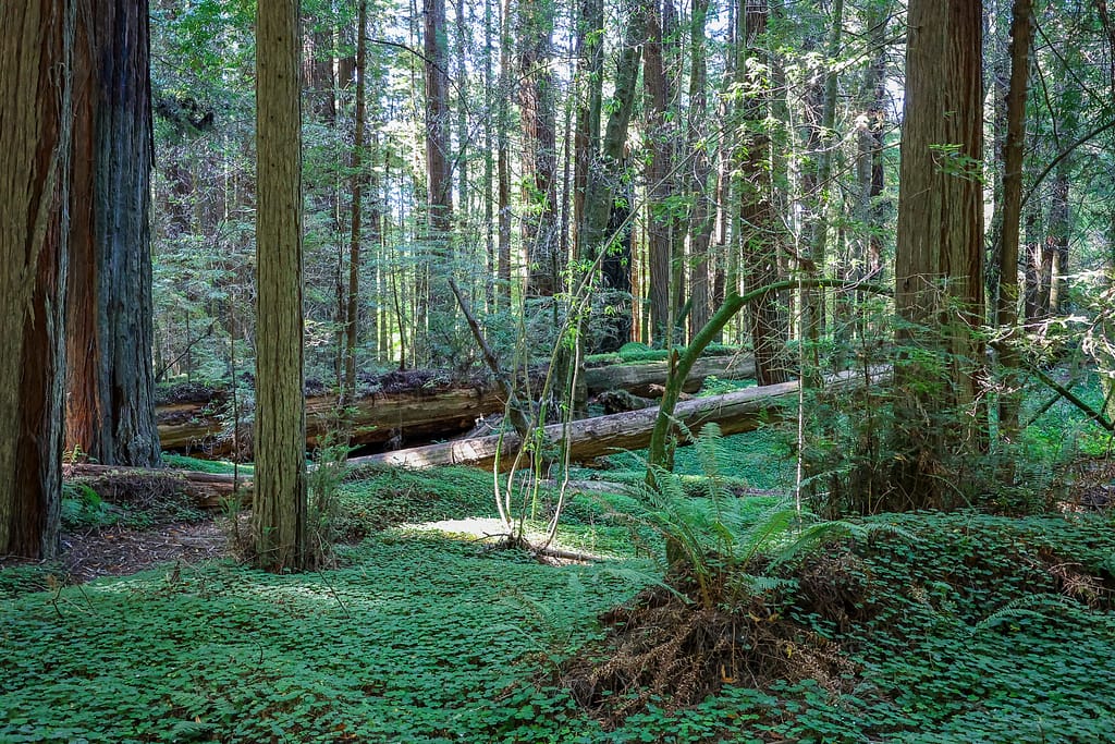Redwoods