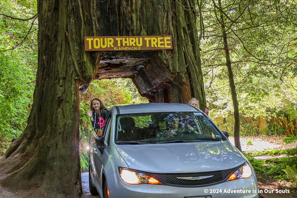 Tour Thru Tree - Redwoods