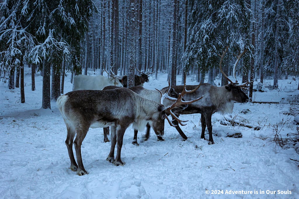 Reindeer - Finland