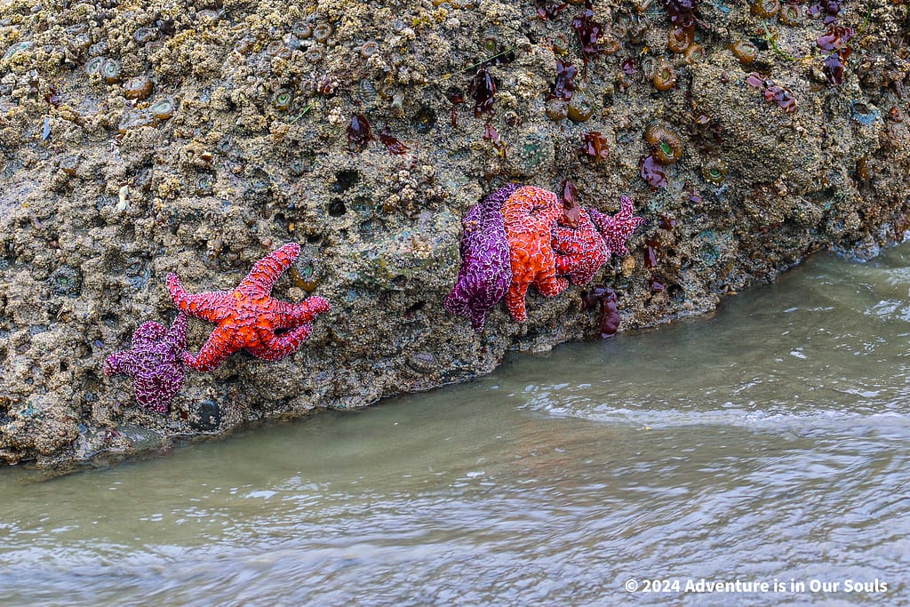Olympic National Park