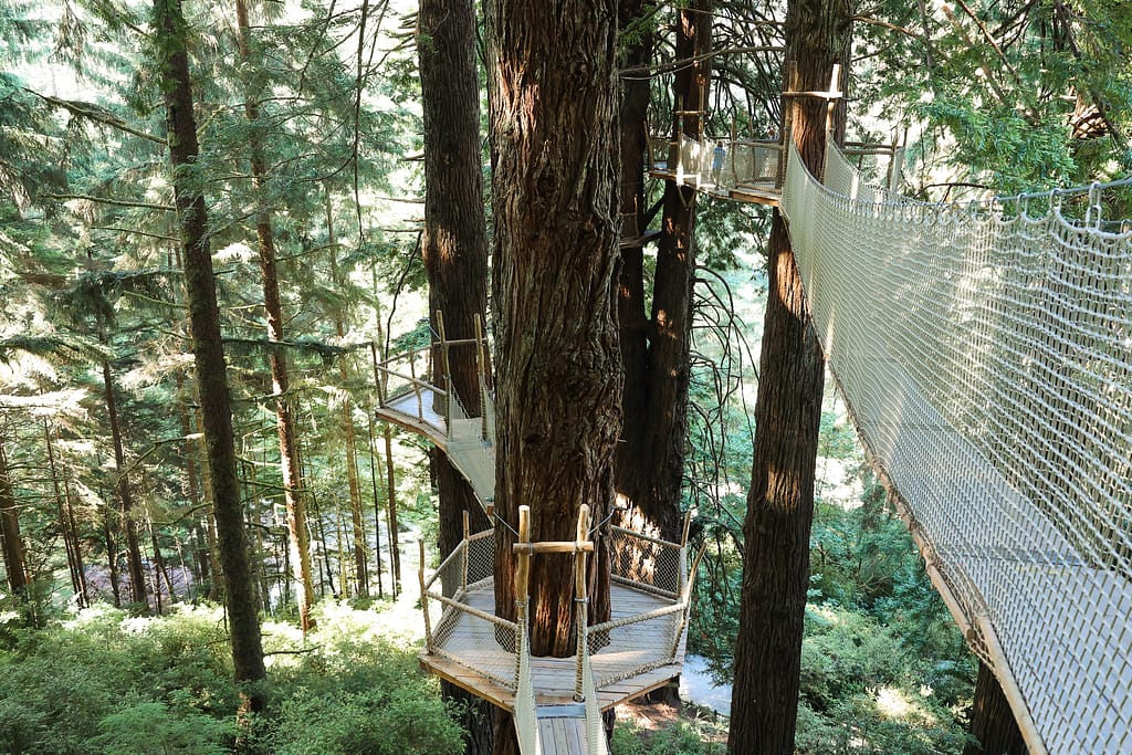 Redwoods