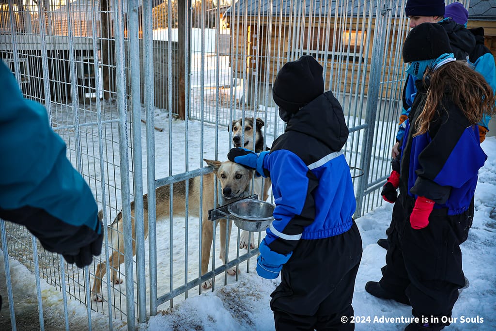 Huskies - Finland