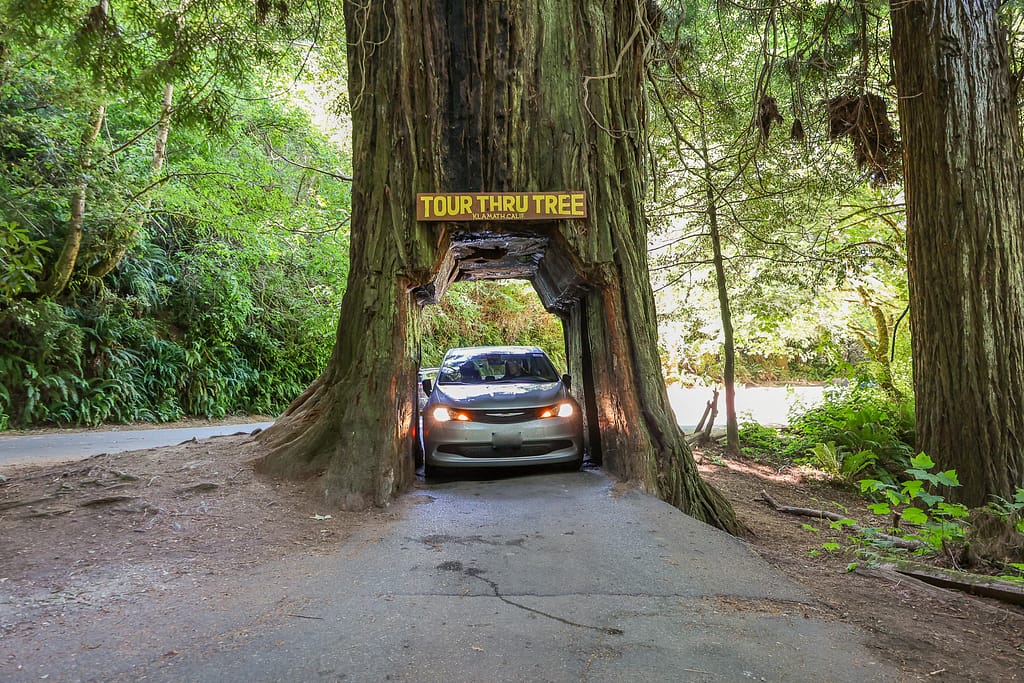 Tour Thru Tree - Redwoods