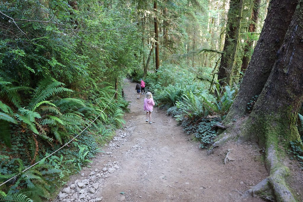 Redwoods