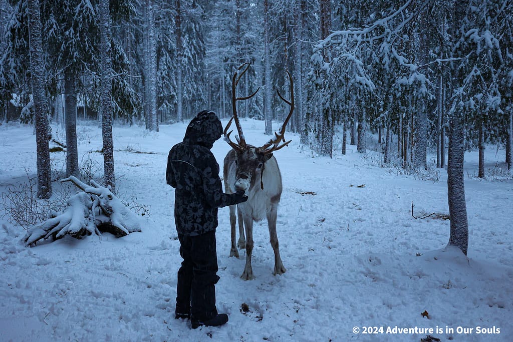 Reindeer - Finland