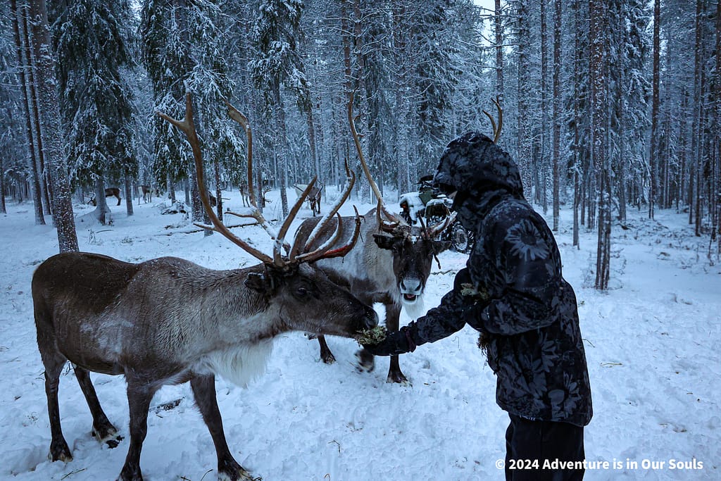 Reindeer - Finland