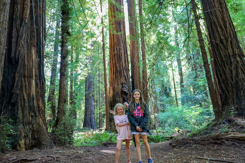 Redwoods
