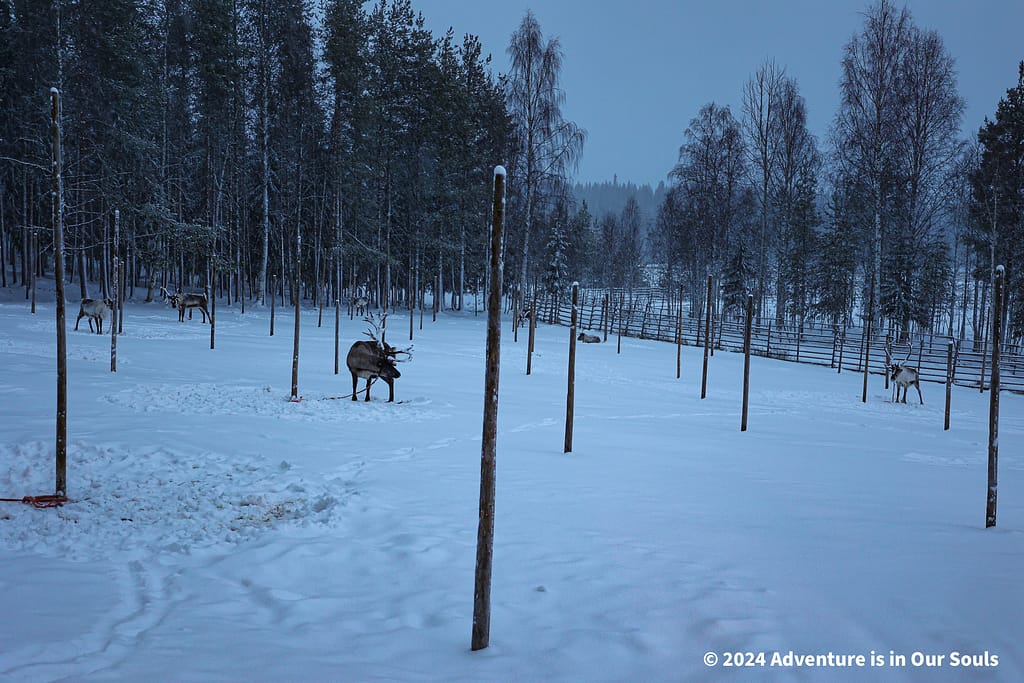 Reindeer - Finland