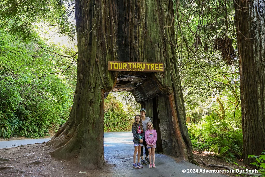 Tour Thru Tree - Redwoods