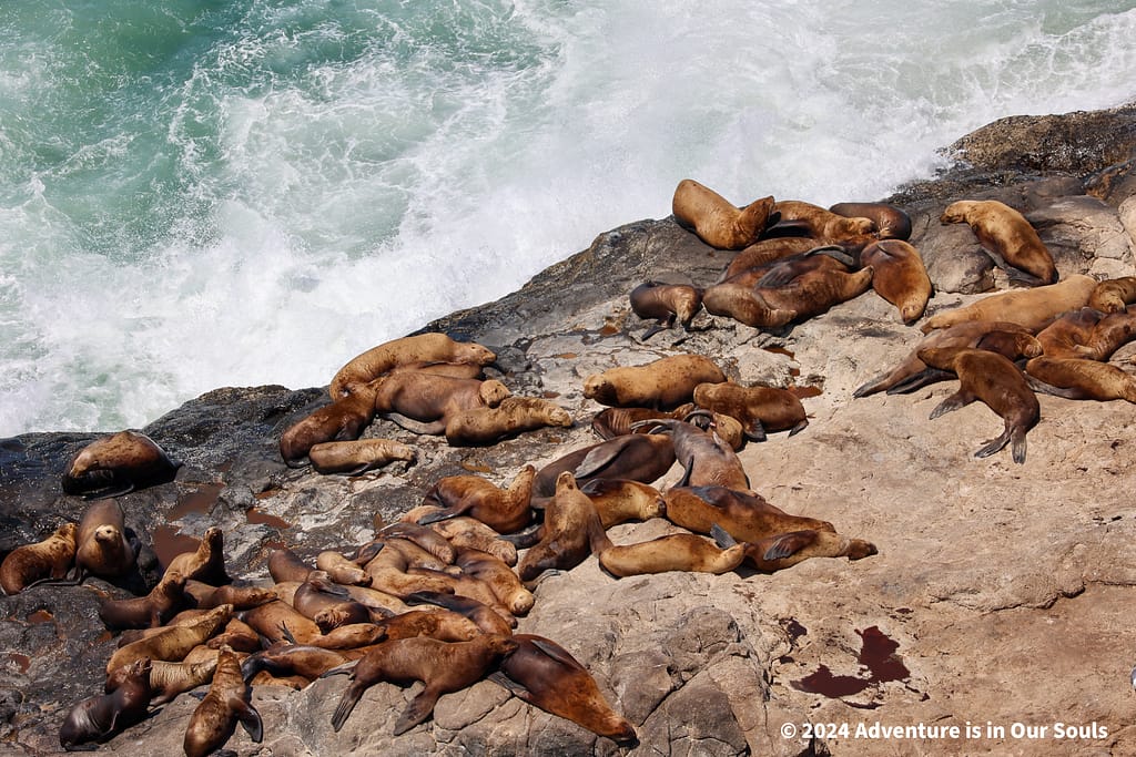 Florence Sea Lion Cave