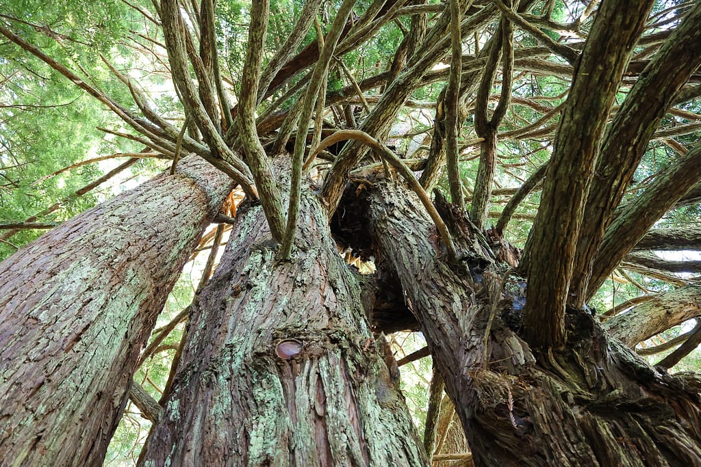 Redwoods