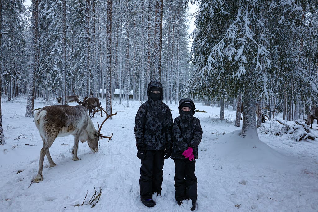Reindeer - Finland