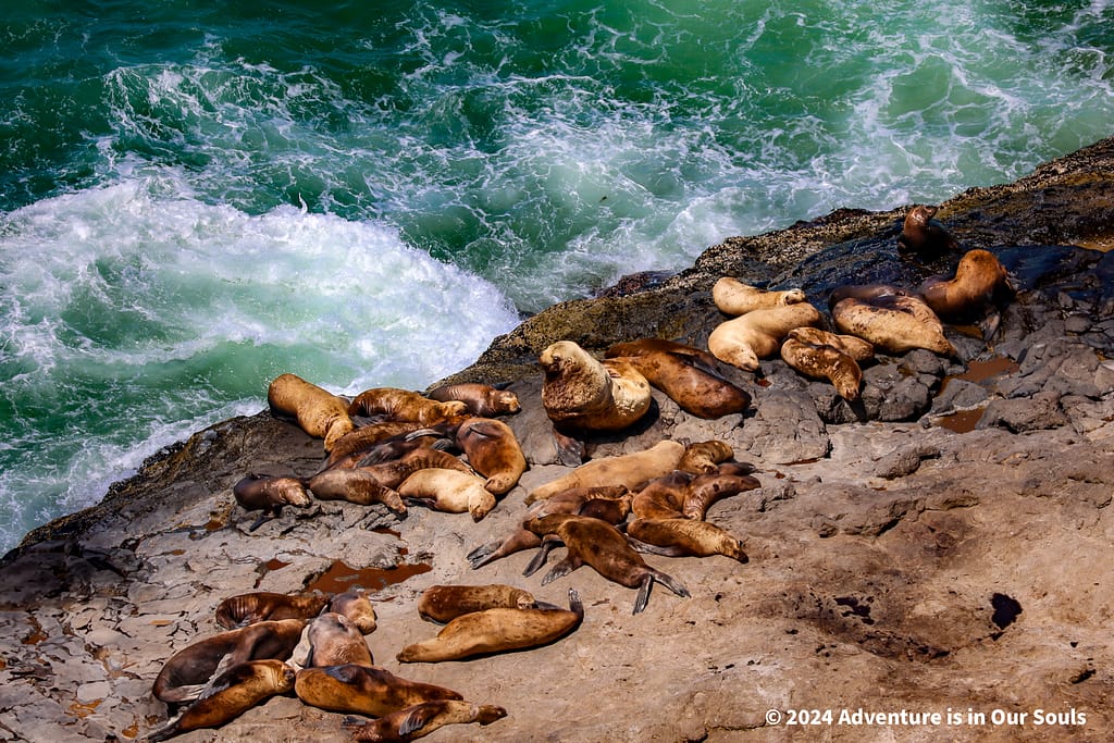 Florence Sea Lion Cave