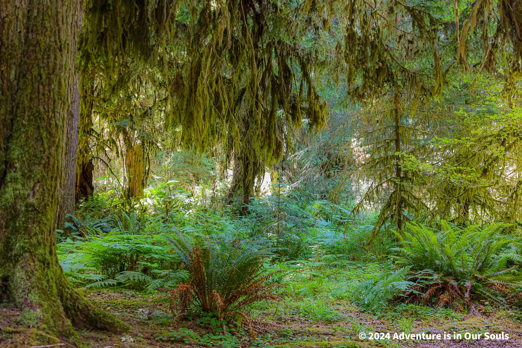 Olympic National Park