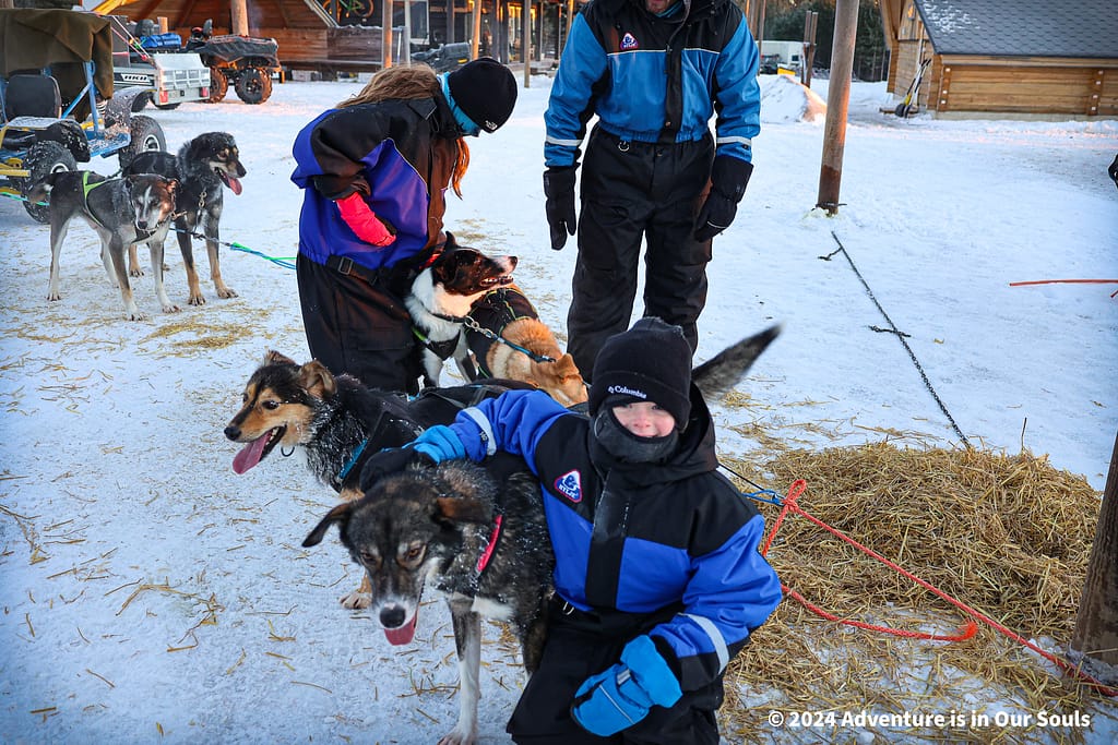 Huskies - Finland