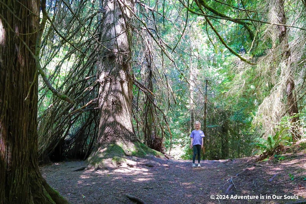 Olympic National Park