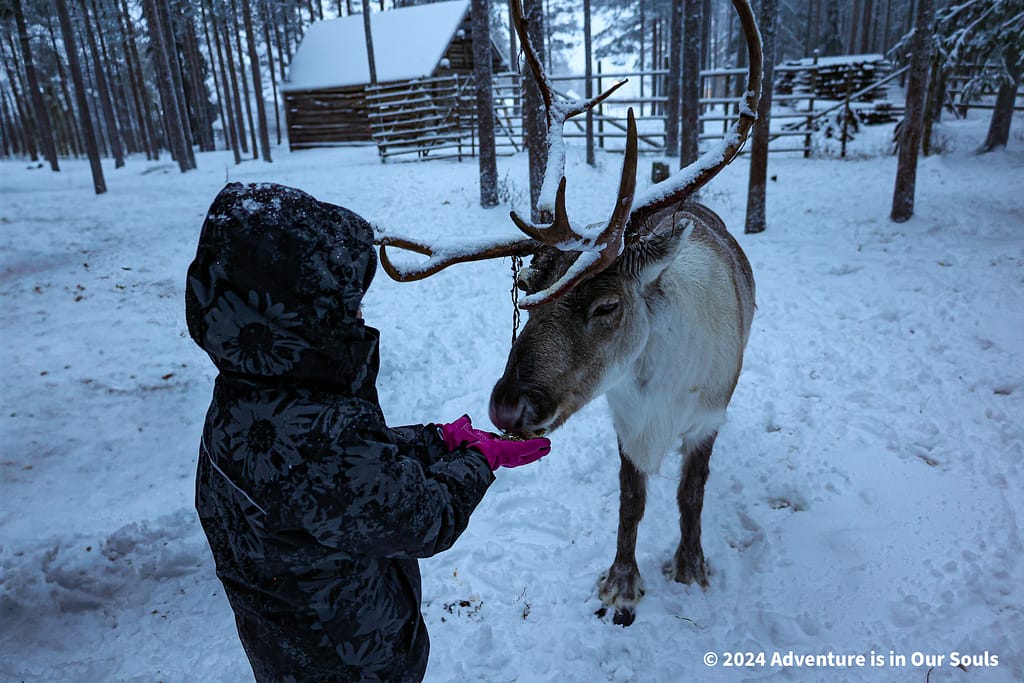 Reindeer - Finland