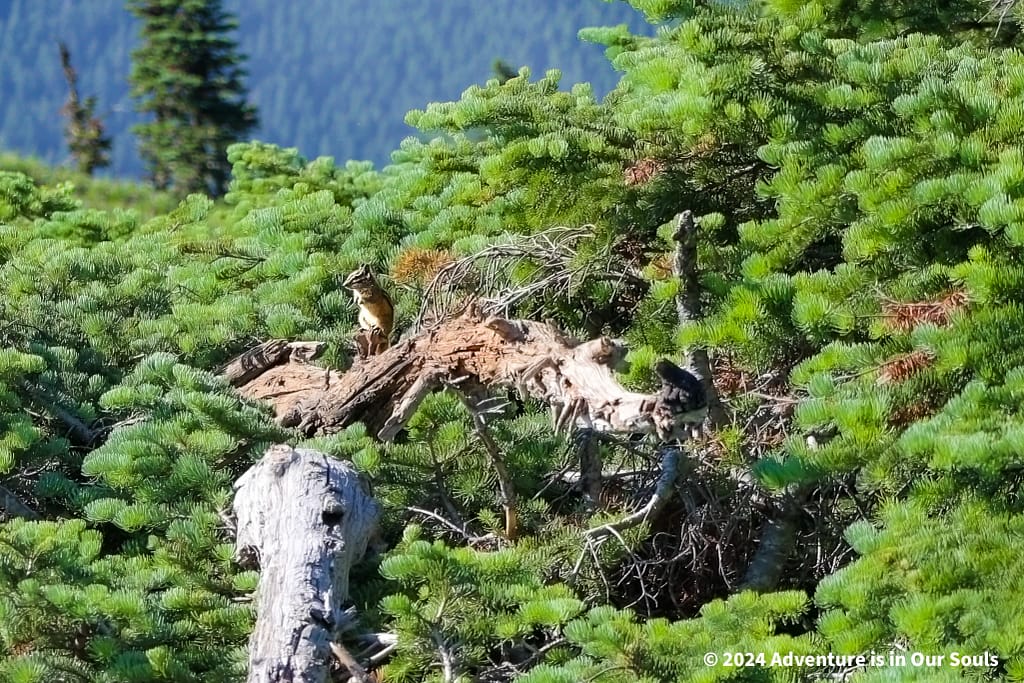 Olympic National Park