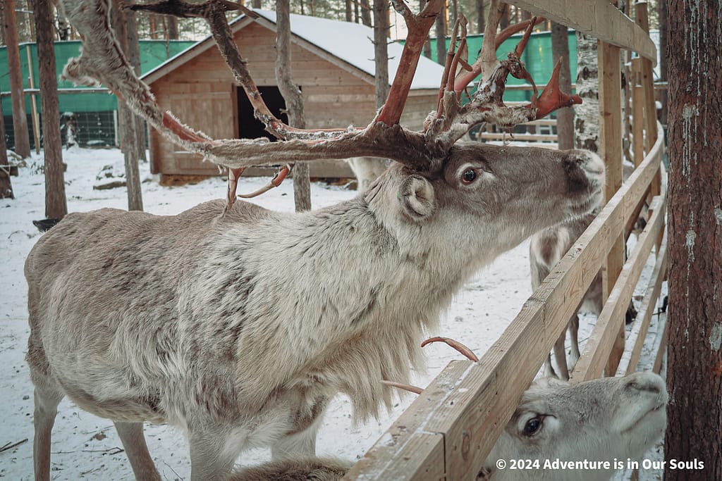 Santa Pets - Santa Claus Village Finland