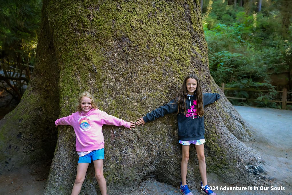 Trees of Mystery - Redwoods