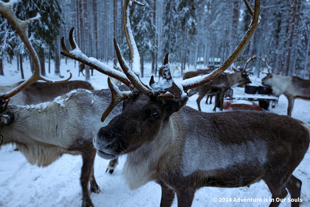Reindeer - Finland