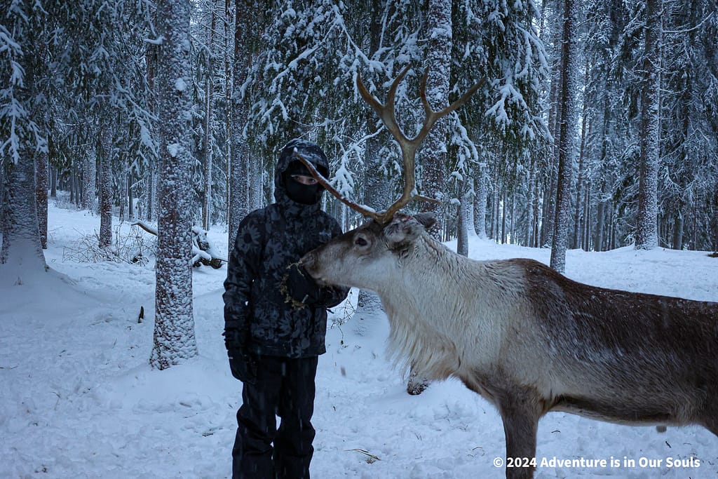 Reindeer - Finland